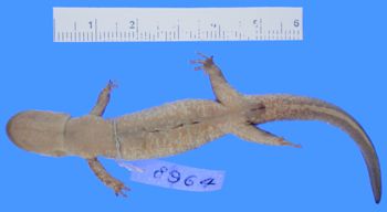 Media type: image; Herpetology A-8964